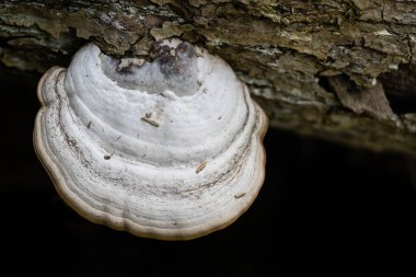 Beyaz mantar eski bir kütükte yetişir. Resmi kapat