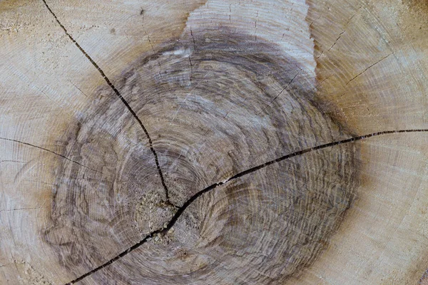 Fetta di tronco di albero di scoppio con anelli di età nella foresta con g legno — Foto Stock