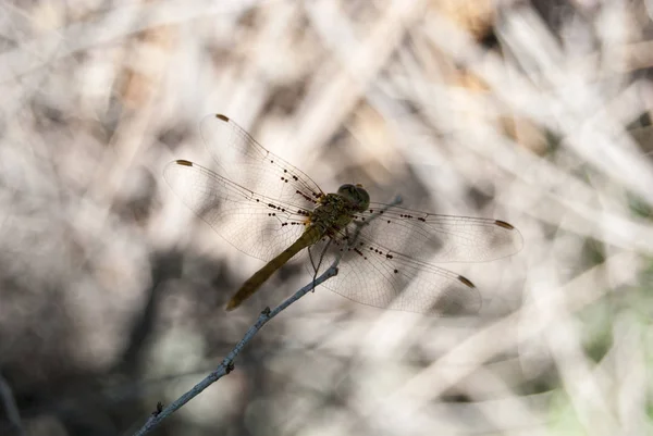 Dragonfly (Sympetrum cancellatum) 16 — Stock Photo, Image