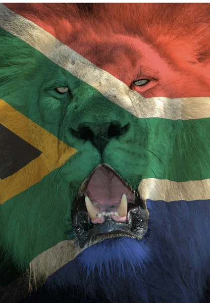 King South Africa Male Lion South African Flag Painted Its — Stock Photo, Image