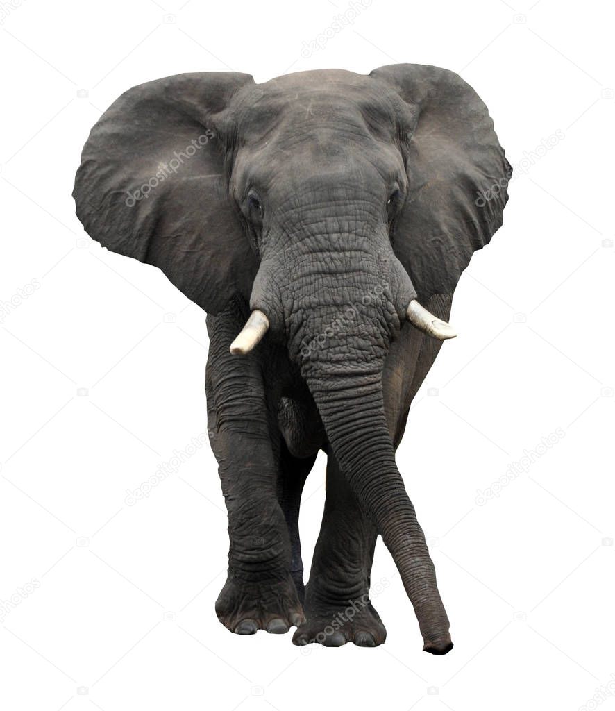 A huge African elephant isolated on white.