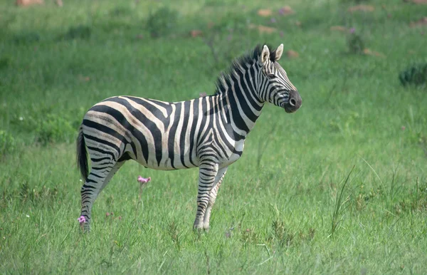 Afrika Ovalarında Zebra — Stok fotoğraf