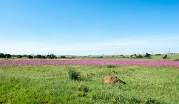 Colourful Landscape Rietvlei Nature Reserve South Africa — Stock Photo, Image