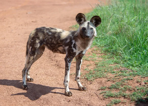 Wild Dog Photographed Africa — Stock Photo, Image