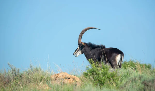 Великолепная Соболь Антилопа Африканских Равнинах — стоковое фото