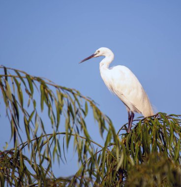 Egret, bir ağacın tepesinde, Güney Afrika.