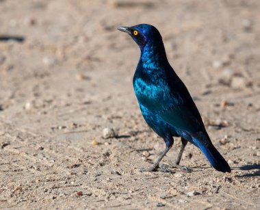 Kruger Ulusal Parkı'nda parlak bir sığırcık, Güney Afrika.