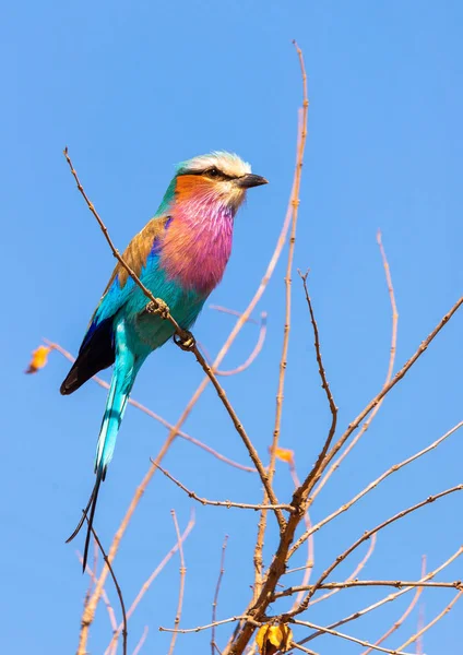 Lilac Breasted Roller Photographed Kruger National Park South Africa — Stock Photo, Image