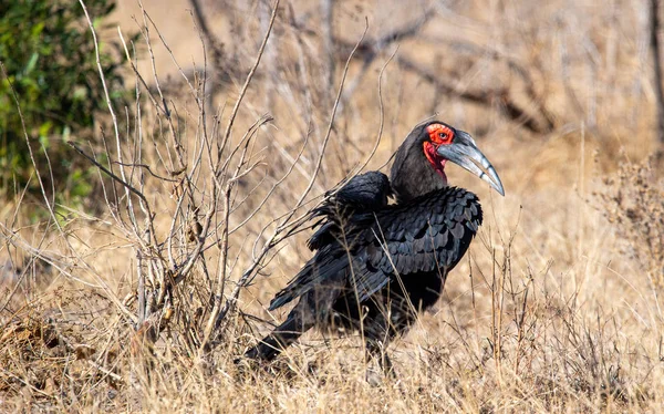 Pozemní Hornbill Kruger National Park Jižní Afrika — Stock fotografie