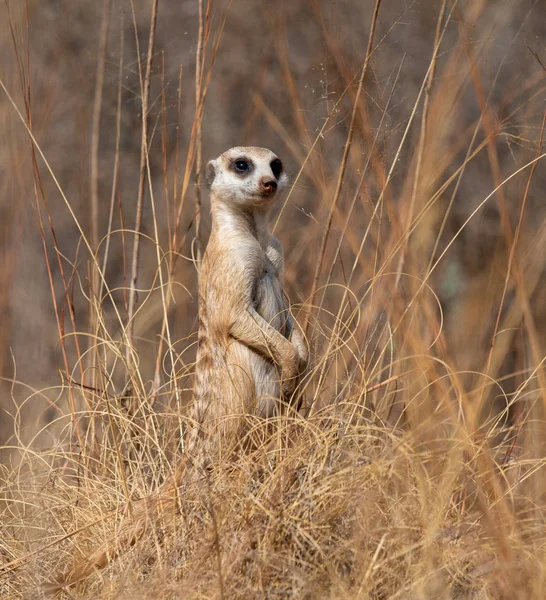 Meerkat Está Guarda Também Chamado Suricado — Fotografia de Stock