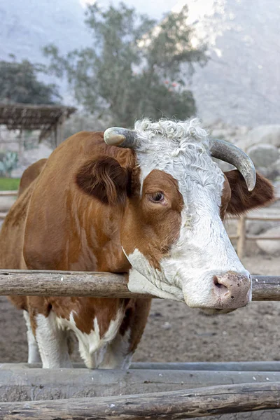 Cute cow Hereford on the farm (Bos Taurus)