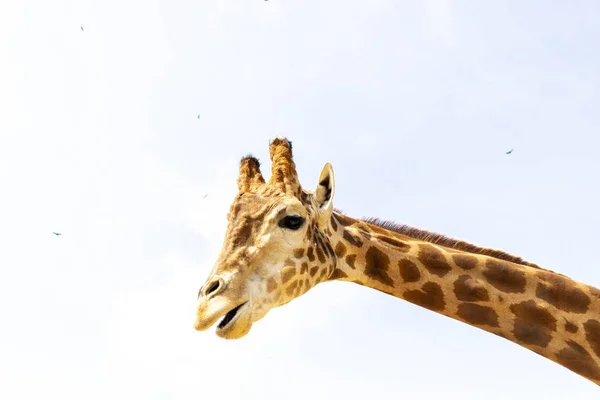 Cute giraffe under the blue sky