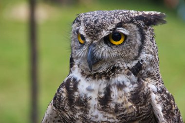 Yeşil bir arka plan bulanık ile benekli kartal baykuş