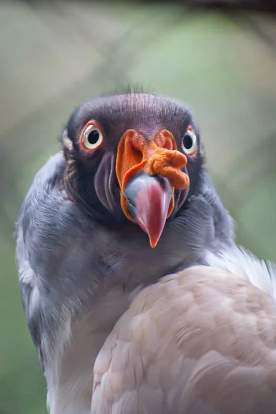 Een Hoofd Schieten Van Een Koning Gier — Stockfoto