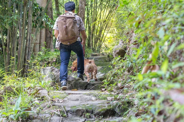 Pitbul Köpekleri Doğada Yürüyüş Izinde Grubu — Stok fotoğraf