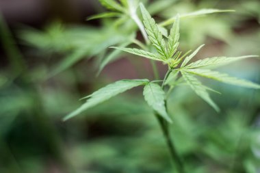 portre taze yeşil esrar bitkiler, üzerindeki esrar karanlık bir arka plan üzerinde,