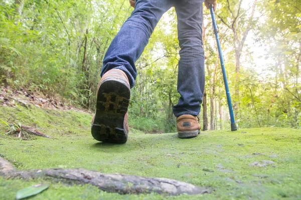 Erkek turistler yürüyüş orman, doğal yollar, tatil aktiviteleri.