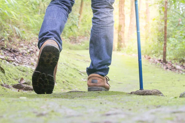 Erkek turistler yürüyüş orman, doğal yollar, tatil aktiviteleri.