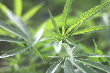 portre taze yeşil esrar bitkiler, üzerindeki esrar karanlık bir arka plan üzerinde,