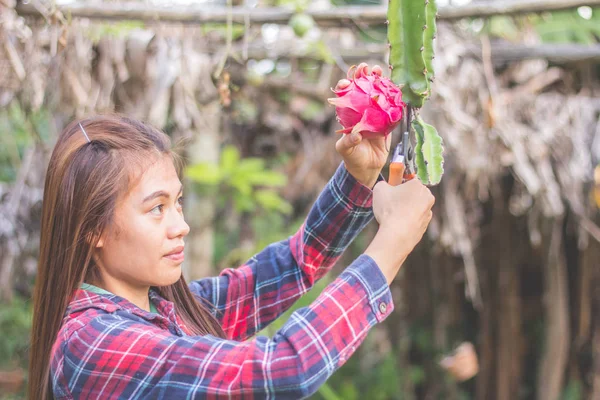 Frauen Sammeln Drachenfrüchte Bäuerin Erntet Drachenfrüchte — Stockfoto