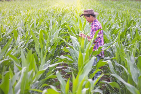 Mužské Zemědělci Jsou Zkoumá Zaznamenávání Růstu Kukuřice Farmě Koncepce Pro — Stock fotografie