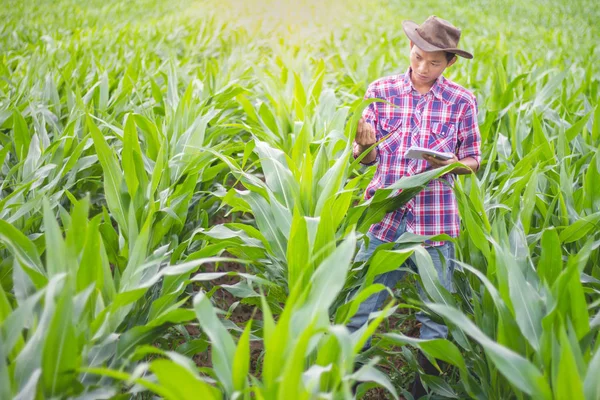 Farmers Look Corn Plants Happily Agricultural Concept — Stock Photo, Image