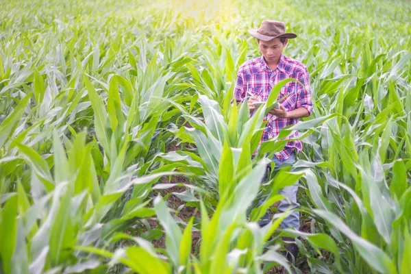 Mužské Zemědělci Jsou Zkoumá Zaznamenávání Růstu Kukuřice Farmě Koncepce Pro — Stock fotografie