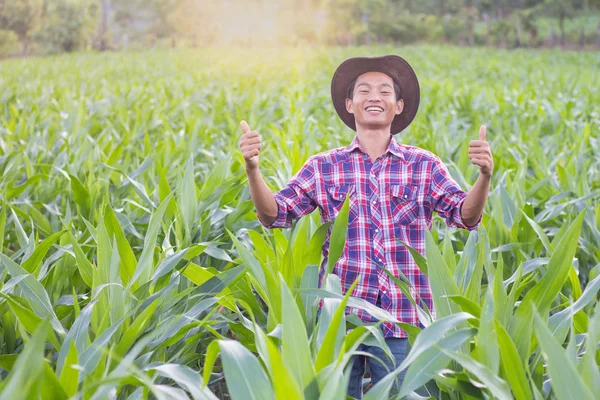 Farmer Standing Cornfield Sunset Watching His Crops Happily Success Farmers — Stock Photo, Image