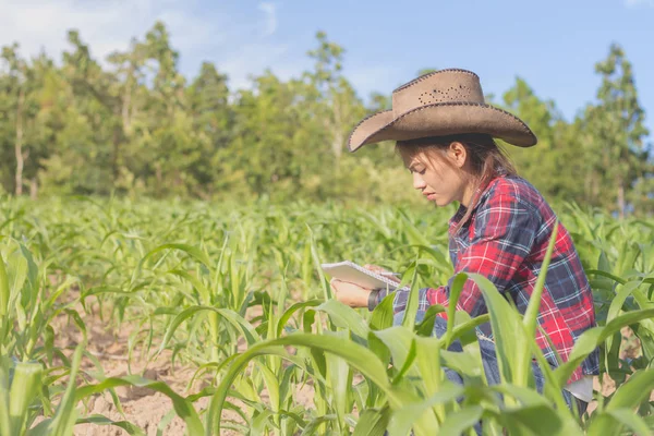 男性农民正在研究和记录玉米在农场的生长情况 农业理念 — 图库照片