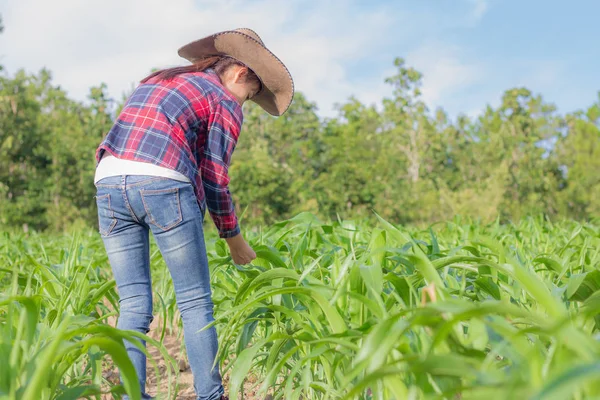 Female Farmers Inspecting Leaves Watching Growth Corn Farm Agricultural Concept — Stock Photo, Image