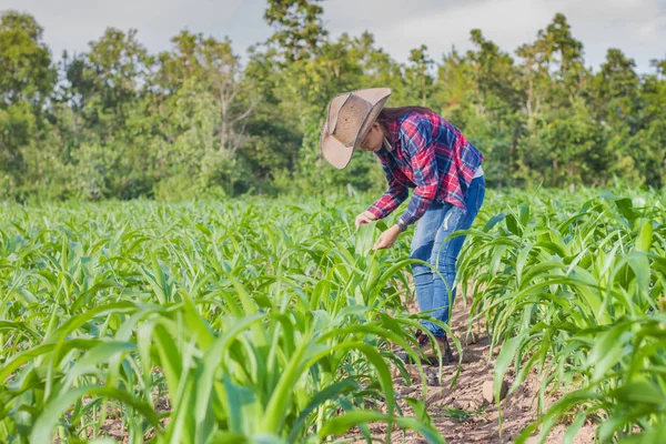 Ženy Zemědělci Jsou Kontroly Listy Sledování Růstu Kukuřice Farmě Koncepce — Stock fotografie