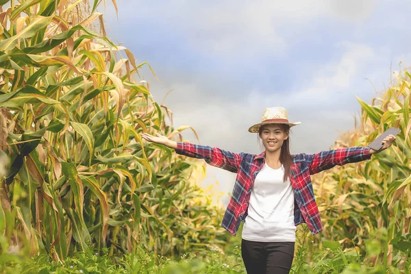 Фермер Який Стоїть Кукурудзяному Полі Заході Сонця Спостерігає Своїми Врожаями — стокове фото