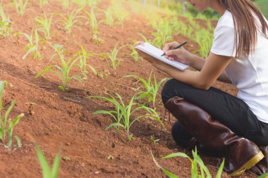Kadın çiftçi büyüme Mısır Mısır alanlarında kayıt. .