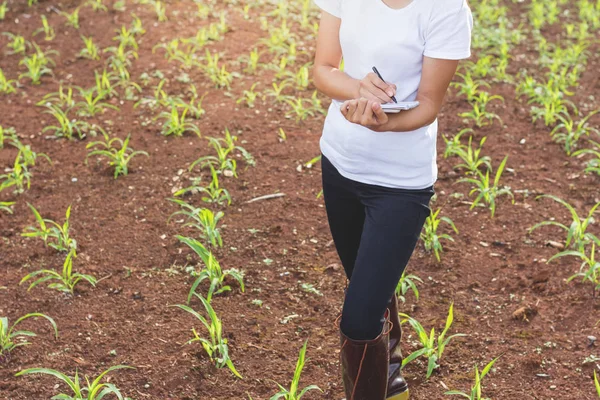 Agricoltrice Che Registra Crescita Del Mais Nei Campi Mais — Foto Stock