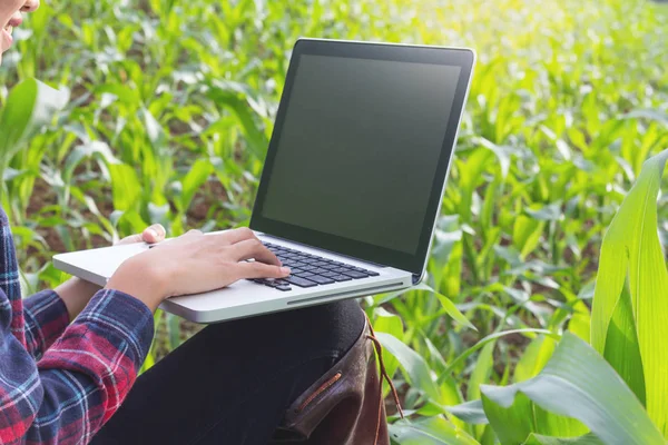 农业研究人员正在研究玉米植株的生长 并将它们记录在笔记本电脑上 — 图库照片