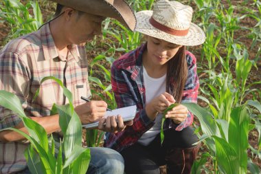 İki Tarım Araştırmacılar Mısır bitkilerin büyüme okuyan.