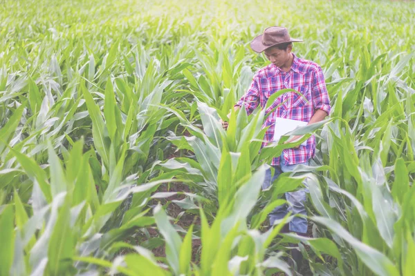 Male Researchers Examining Taking Notes Corn Seed Field — Stock Photo, Image