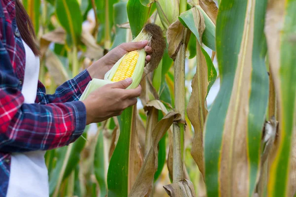 Agricultural Expert Inspecting Quality Ripe Corn — Stock Photo, Image