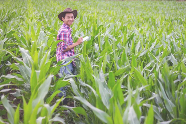 Male Farmer Recording Growth Corn Corn Fields — Stock Photo, Image