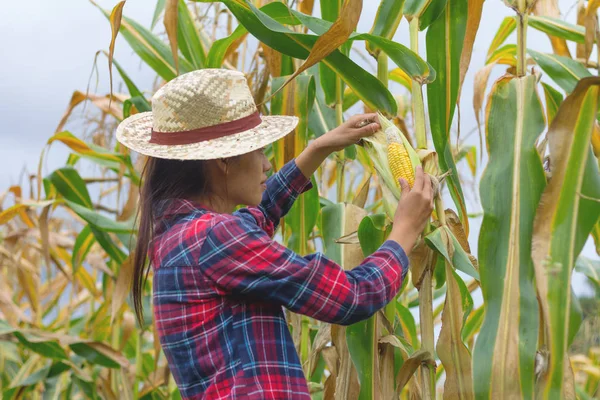 Agricultural Expert Inspecting Quality Ripe Corn — Stock Photo, Image