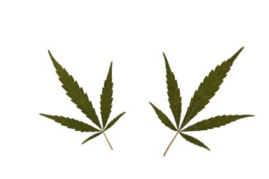 Kuru esrar yaprakları, beyaz arka planda, esrar lea ile mutlu bir hayat izole esrar