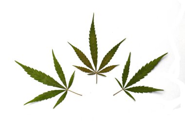 Kenevir yaprağı, beyaz arka plan üzerinde izole esrar. Esrar ile zengin lüks mutlu hayat.