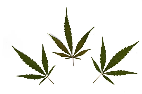 Kuivattu Kannabiksen Lehdet Marihuana Eristetty Valkoisella Pohjalla Onnellinen Elämä Kannabiksen — kuvapankkivalokuva