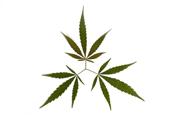 Liści Suszonych Konopi Marihuany Izolowana Białym Tle Szczęśliwe Życie Konopi — Zdjęcie stockowe