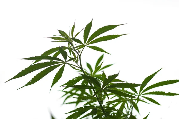 Leaf Cannabis Marijuana Isolerad Vit Bakgrund Rich Luxury Lyckligt Liv — Stockfoto