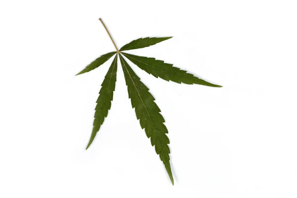 Hoja Cannabis Marihuana Aislada Sobre Fondo Blanco Rico Lujo Feliz —  Fotos de Stock