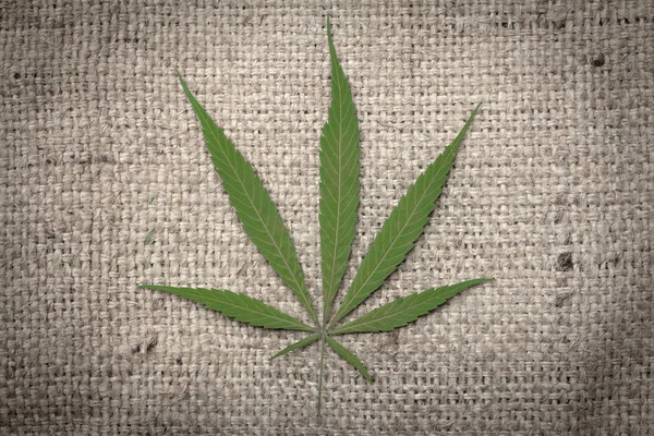 Cannabis Lämnar Hampa Säck Bakgrunder Och Texturer — Stockfoto