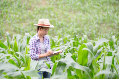 Bitki Mısır alanında, Mısır bitki analiz çiftçi inceleyerek ziraat mühendisi.