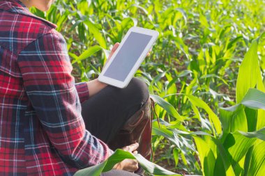 Bitki Mısır alanında, Mısır bitki analiz çiftçi inceleyerek ziraat mühendisi.
