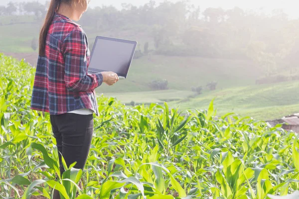 Agronom Analýza Obilovin Přenosným Počítačem — Stock fotografie